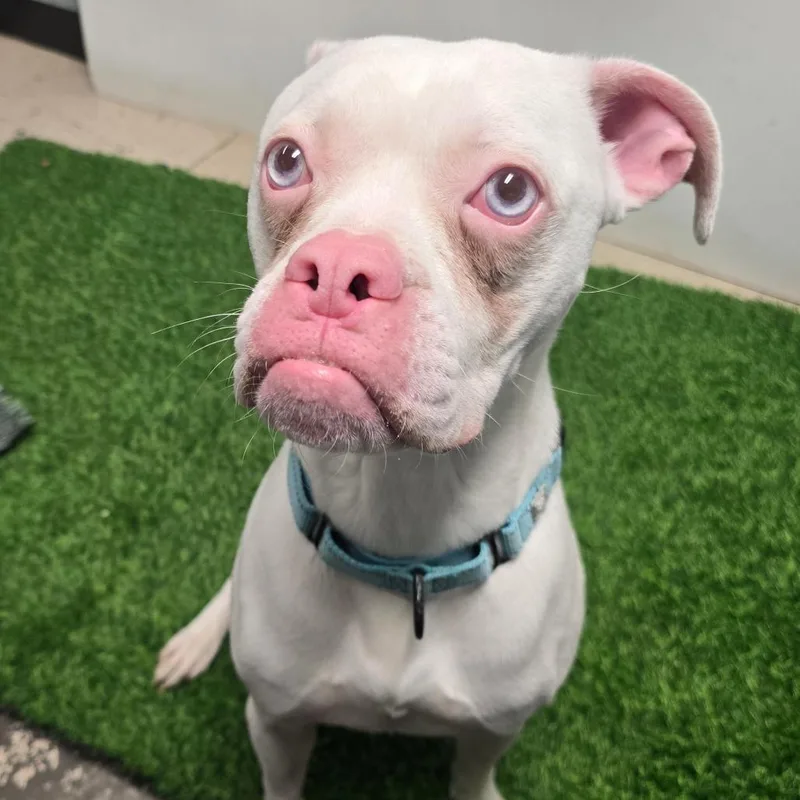 Kristofferson thumbnail 2