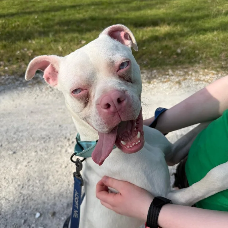 Kristofferson thumbnail 3