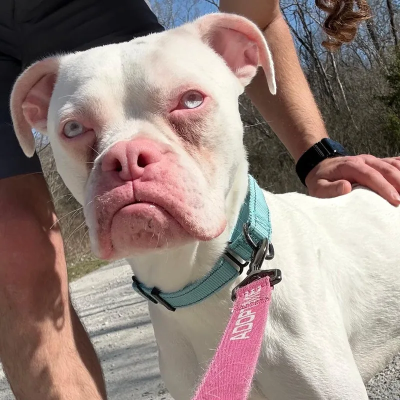 Kristofferson thumbnail 4