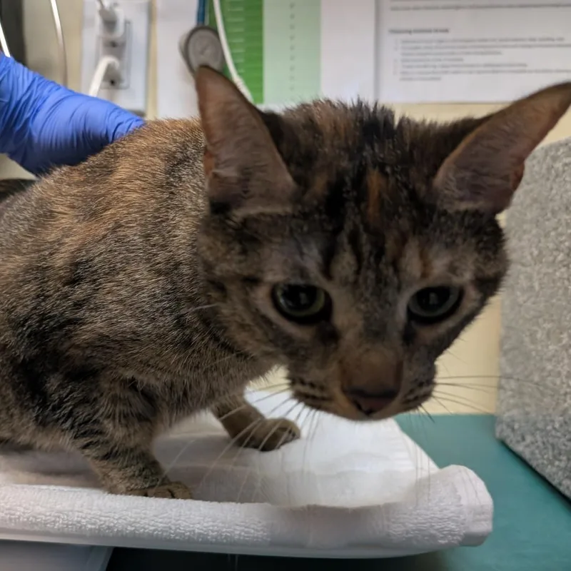 An adult large-sized female Calico Domestic Short Hair cat named Harmony for adoption in Pasadena, CA