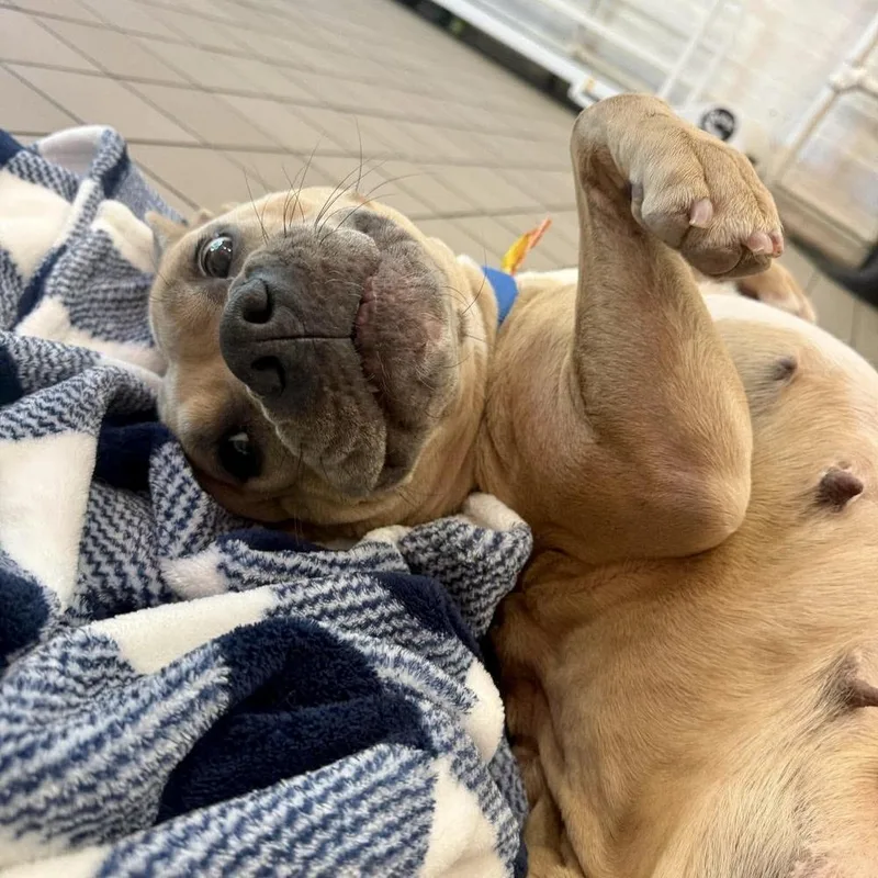 An adult medium-sized female American Staffordshire Terrier dog named Maude Pie for adoption in Long Island City, NY