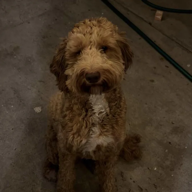 A young medium-sized male Goldendoodle dog named Barry for adoption in Corona, CA
