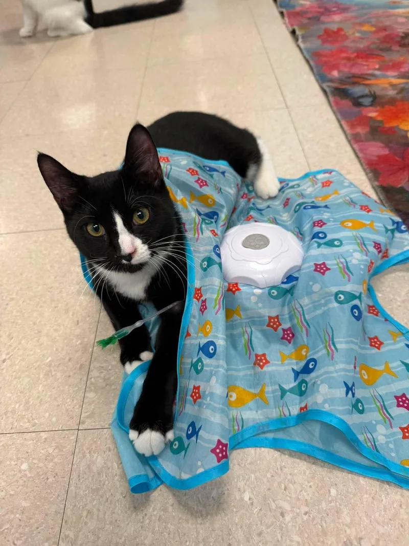 A baby medium-sized male Black & White / Tuxedo Domestic Short Hair cat named Miso and Dumpling for adoption in Rochester, NY