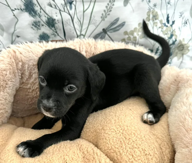 A baby small-sized male Black Puggle dog named Jetty for adoption in Southport, CT