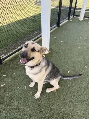 A young large-sized male German Shepherd Dog dog named Duke for adoption in Daphne, AL