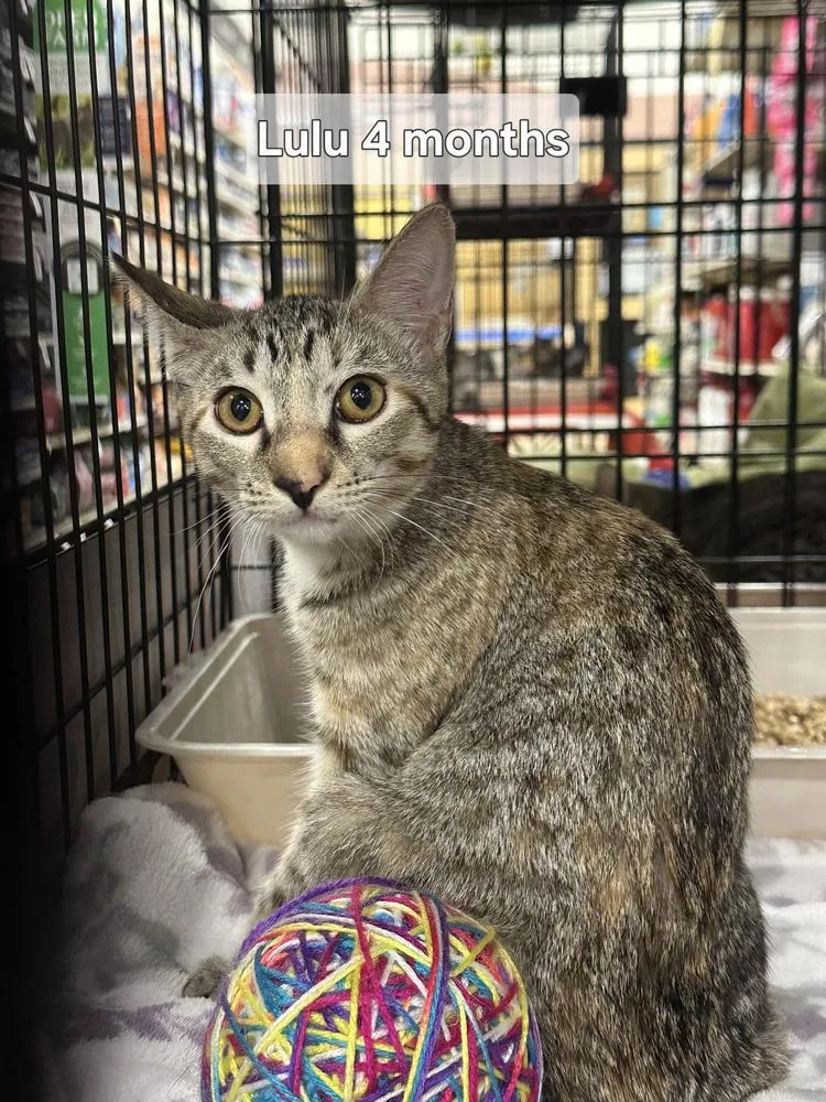 A baby medium-sized female Tabby cat named Lulu for adoption in Orlando, FL