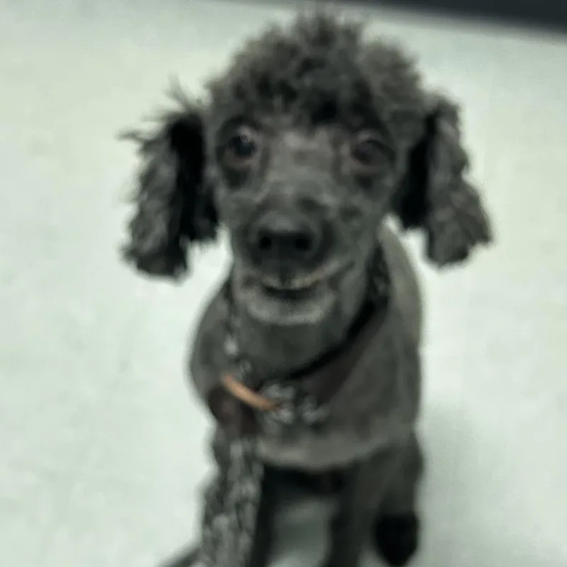 Monte Hale thumbnail 3