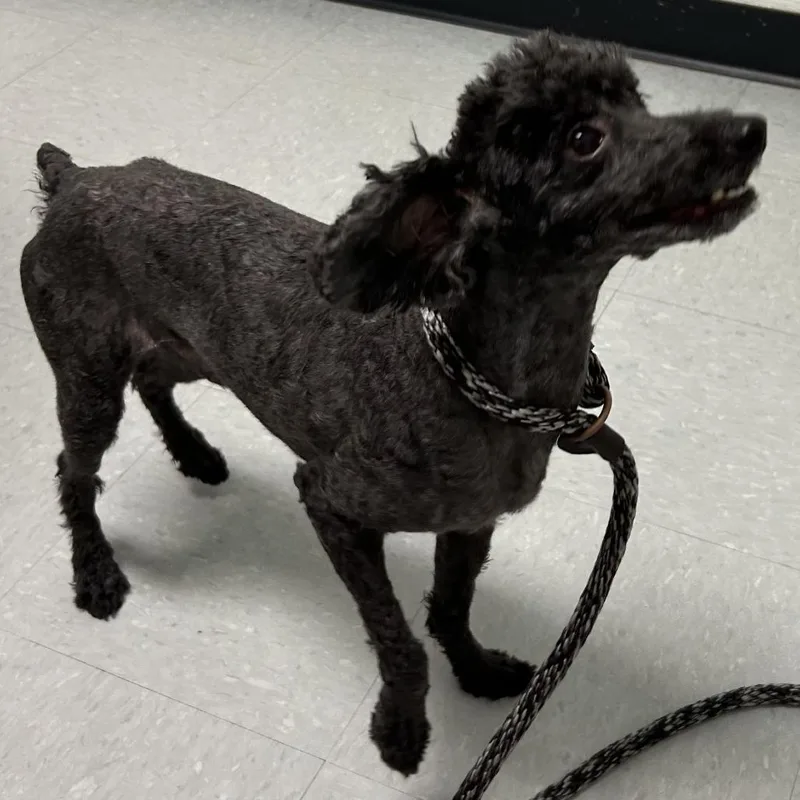 Monte Hale thumbnail 4