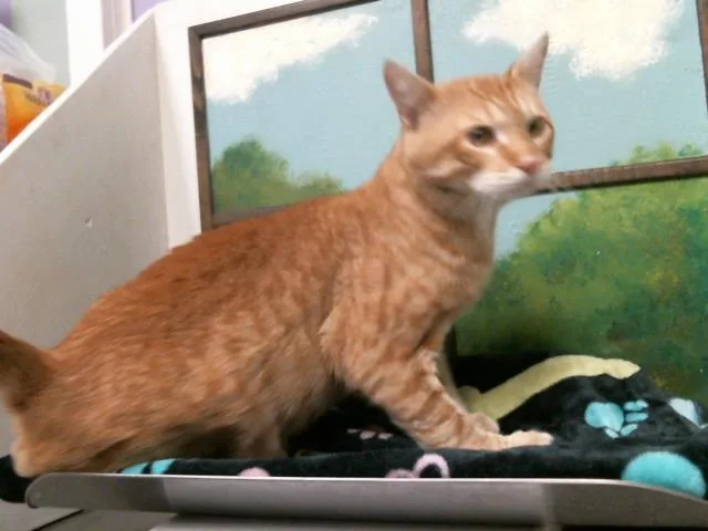 An adult medium-sized male Domestic Short Hair cat named Mango for adoption in Houston, TX