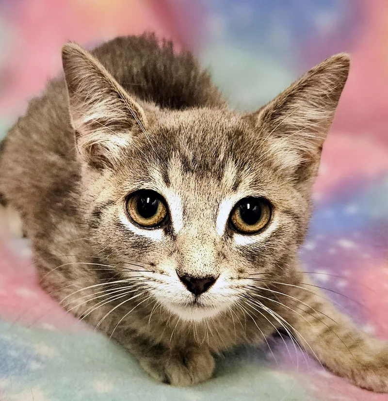 A baby small-sized female Tabby (Gray / Blue / Silver) Domestic Short Hair cat named Luc for adoption in Yorba Linda, CA
