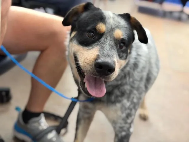 A young large-sized male Mixed Breed dog named Perry for adoption in Dallas, TX