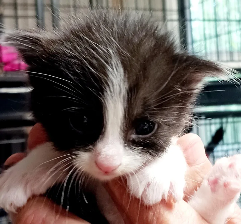 A baby medium-sized male Black & White / Tuxedo Domestic Medium Hair cat named Twitty for adoption in Bulverde, TX