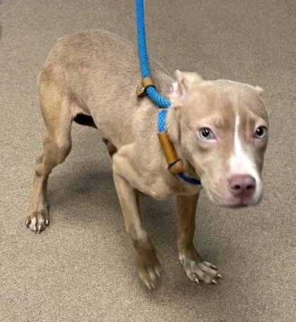 A young small-sized female Mixed Breed dog named Endive for adoption in Chamblee, GA