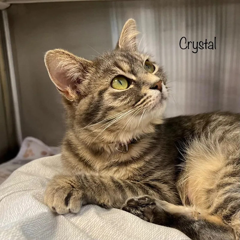A young medium-sized female Gray / Blue / Silver Domestic Short Hair cat named Crystal for adoption in Madisonville, TN