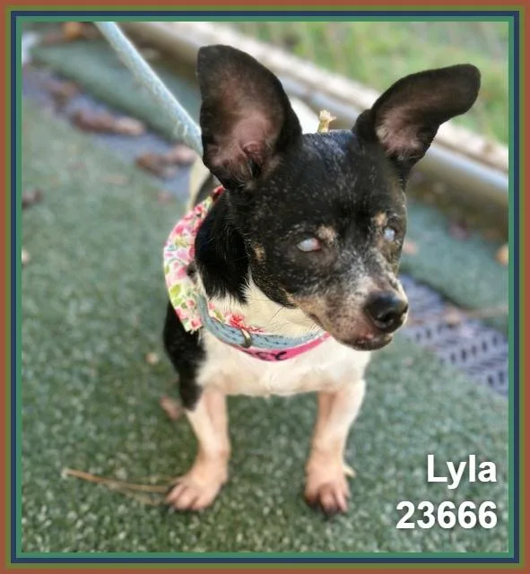 Lyla thumbnail 3