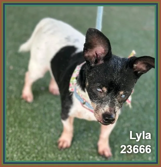Lyla thumbnail 4