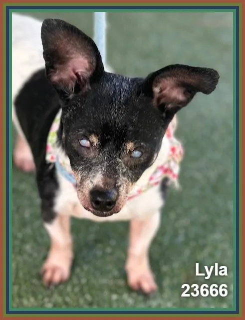 Lyla thumbnail 6