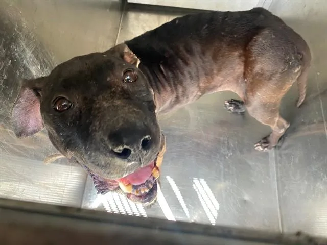 An adult small-sized female Pit Bull Terrier dog named Dahlia for adoption in Garland, TX