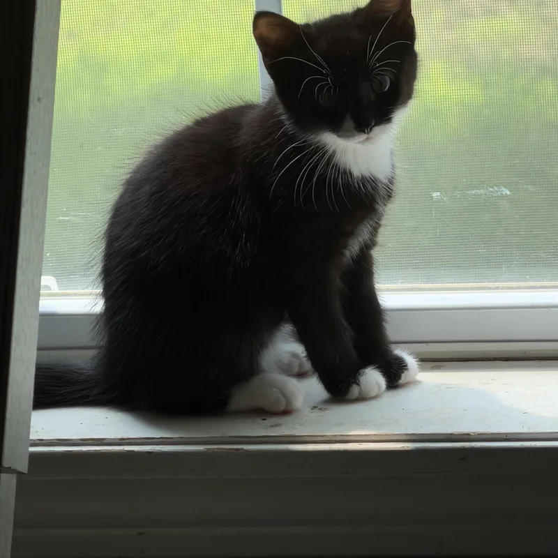 A baby medium-sized female Black & White / Tuxedo Domestic Short Hair cat named London for adoption in Los Angeles, CA