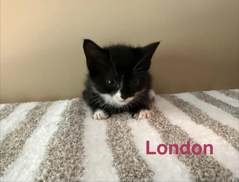 London thumbnail 5