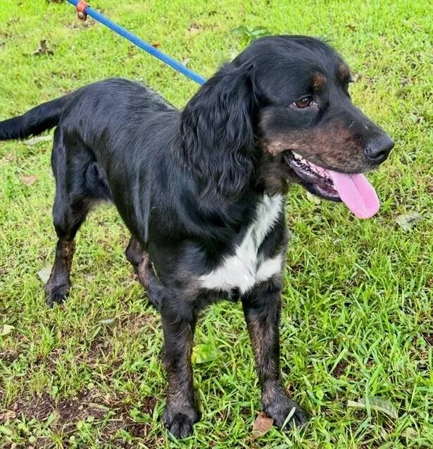 A young medium-sized female Tricolor (Brown, Black, & White) English Springer Spaniel dog named Marley for adoption in Washington, DC