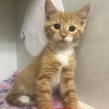 A baby small-sized male Orange / Red Domestic Short Hair cat named Gryffindor for adoption in Dayton, OH