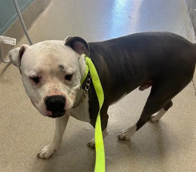 A young large-sized male Pit Bull Terrier dog named Big Murph for adoption in Newton, NC