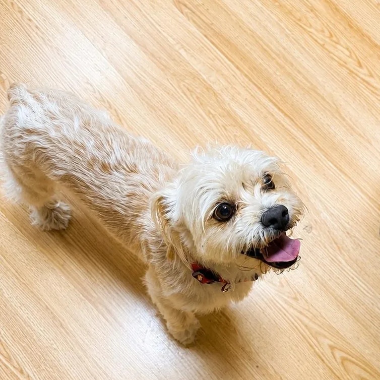 An adult small-sized male Apricot / Beige Shih Tzu dog named Soul for adoption in Mount Prospect, IL