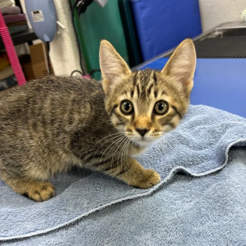 A baby small-sized male Domestic Short Hair cat named Lychee for adoption in Spokane, WA