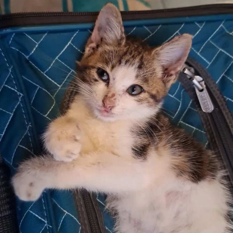 A baby small-sized male White Domestic Short Hair cat named Mascot for adoption in Long Island City, NY