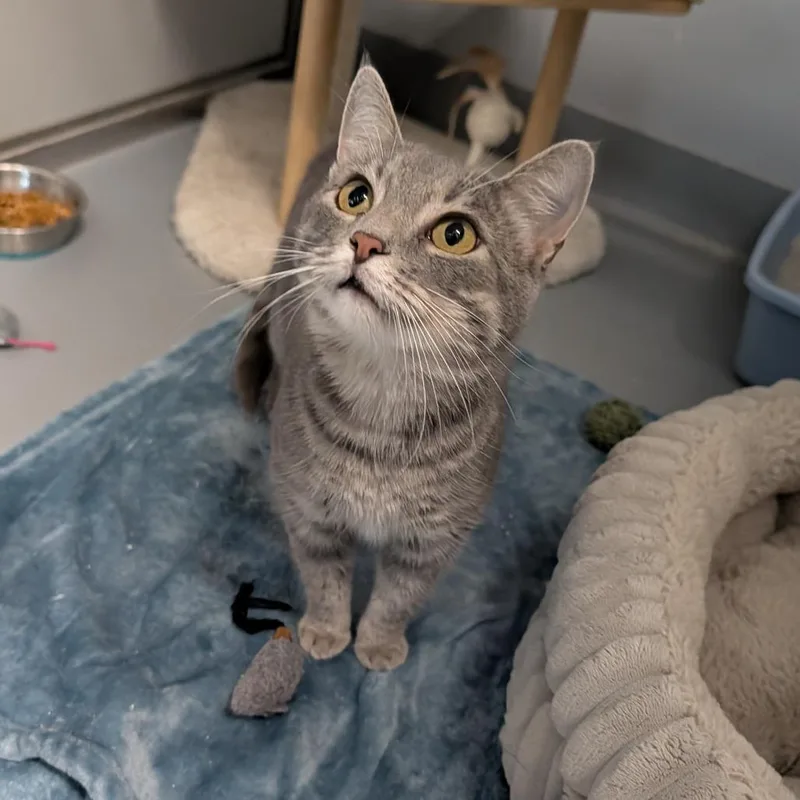 An adult medium-sized female Tabby (Gray / Blue / Silver) Domestic Short Hair cat named Grace for adoption in Cape Girardeau, MO