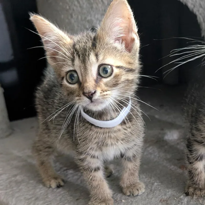 A baby small-sized male Brown / Chocolate Domestic Short Hair cat named Habanero for adoption in York, PA