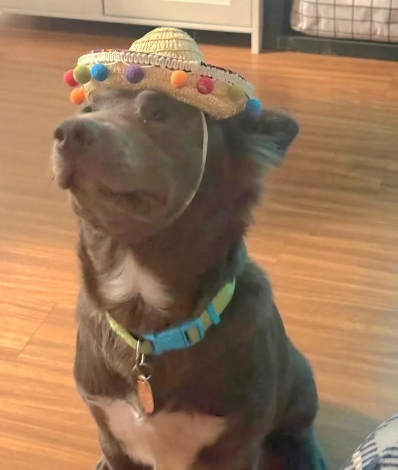 A young small-sized male Australian Kelpie dog named Scout for adoption in St. Augustine, FL