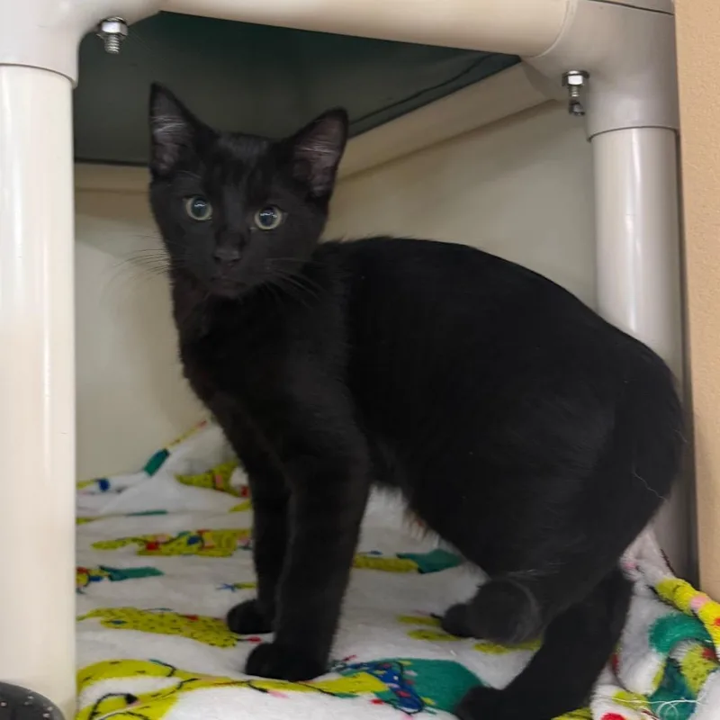 Catticus