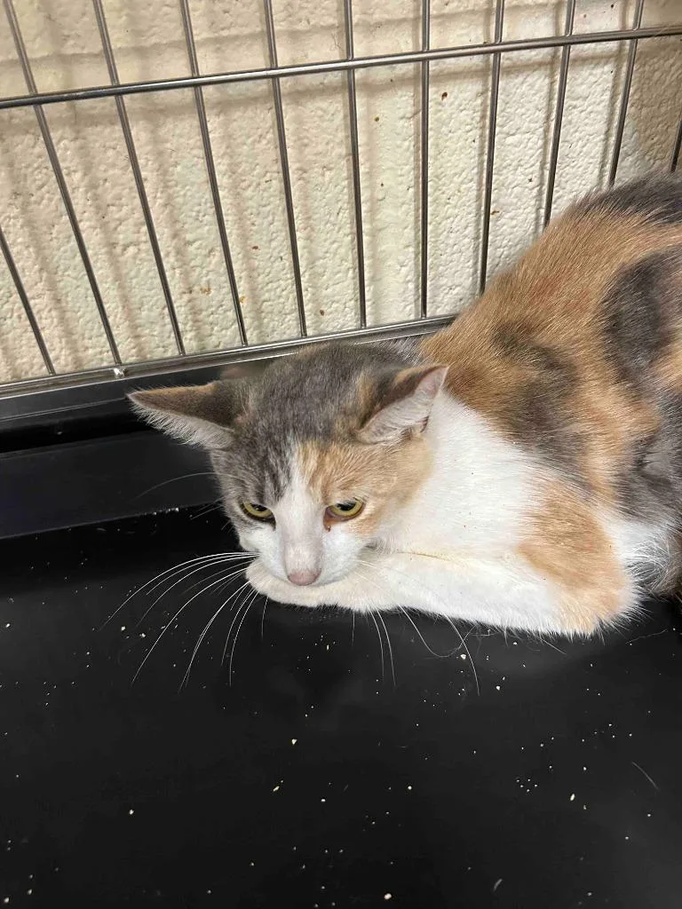 A young small-sized female American Shorthair cat named Whisper for adoption in Glen Rose, TX