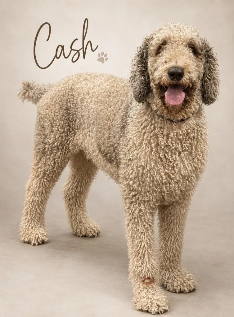 Cash