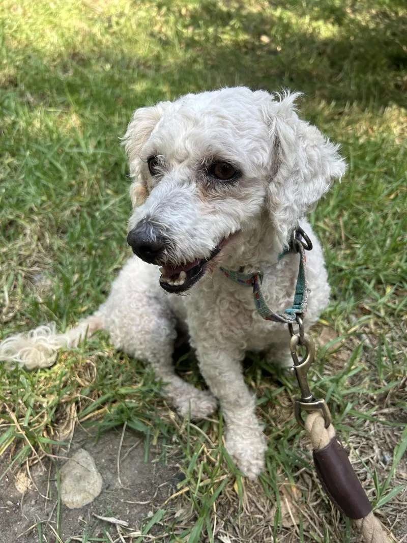An adult small-sized female White / Cream Poodle dog named Dolly for adoption in San Ysidro, CA