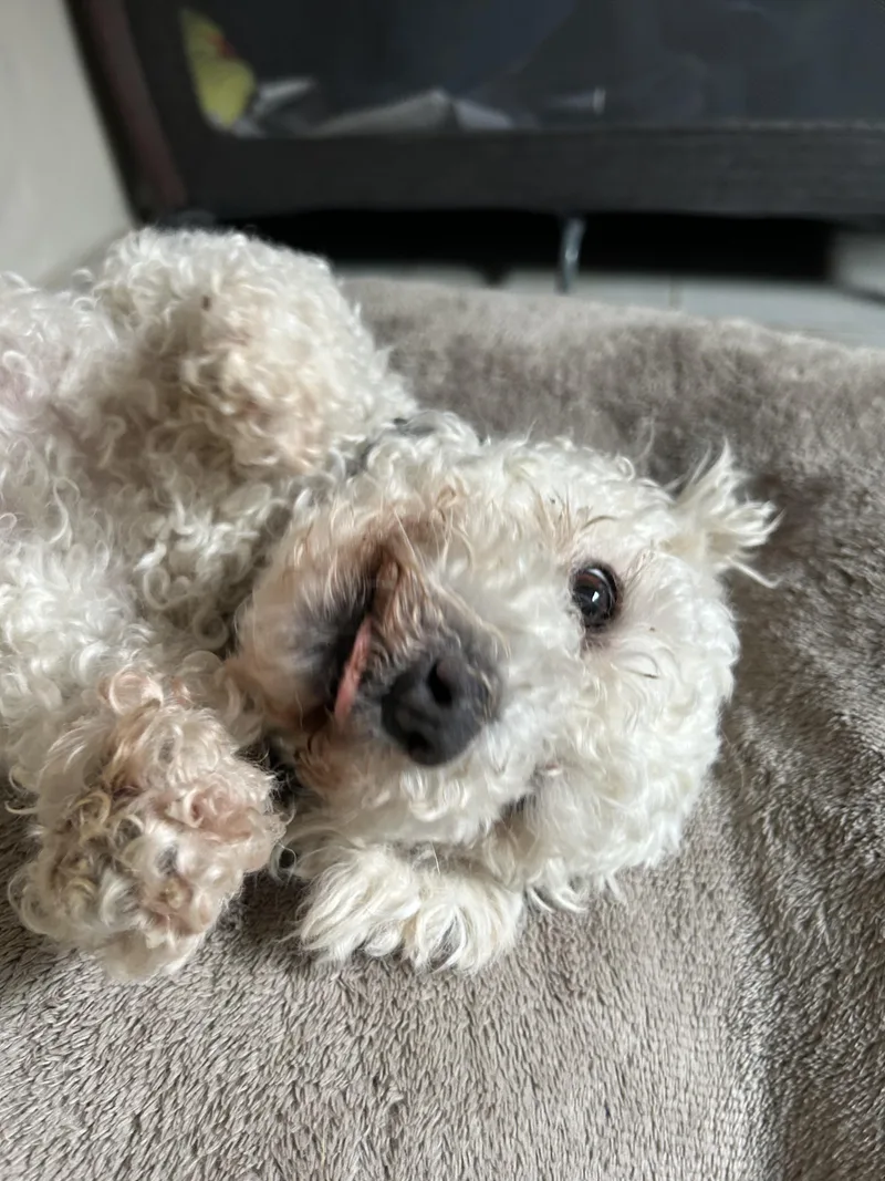 Dolly thumbnail 2
