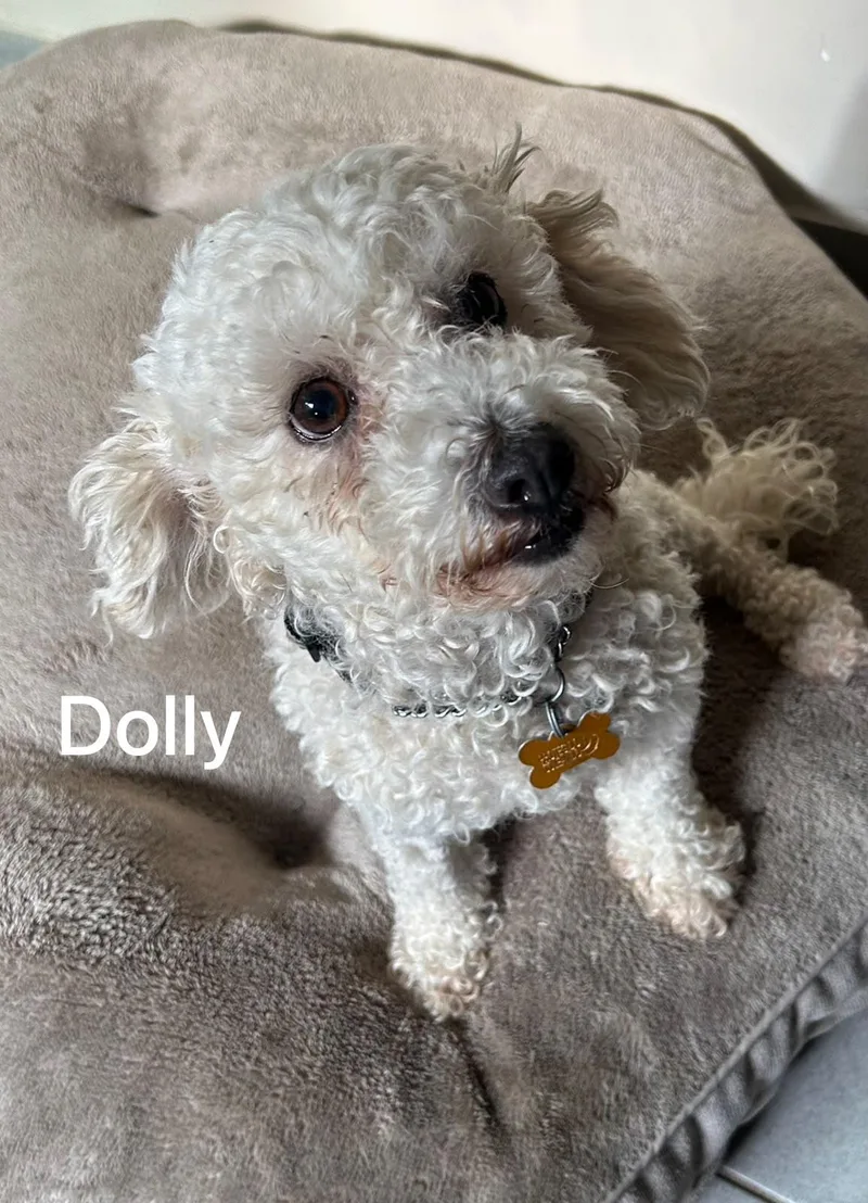 Dolly thumbnail 3