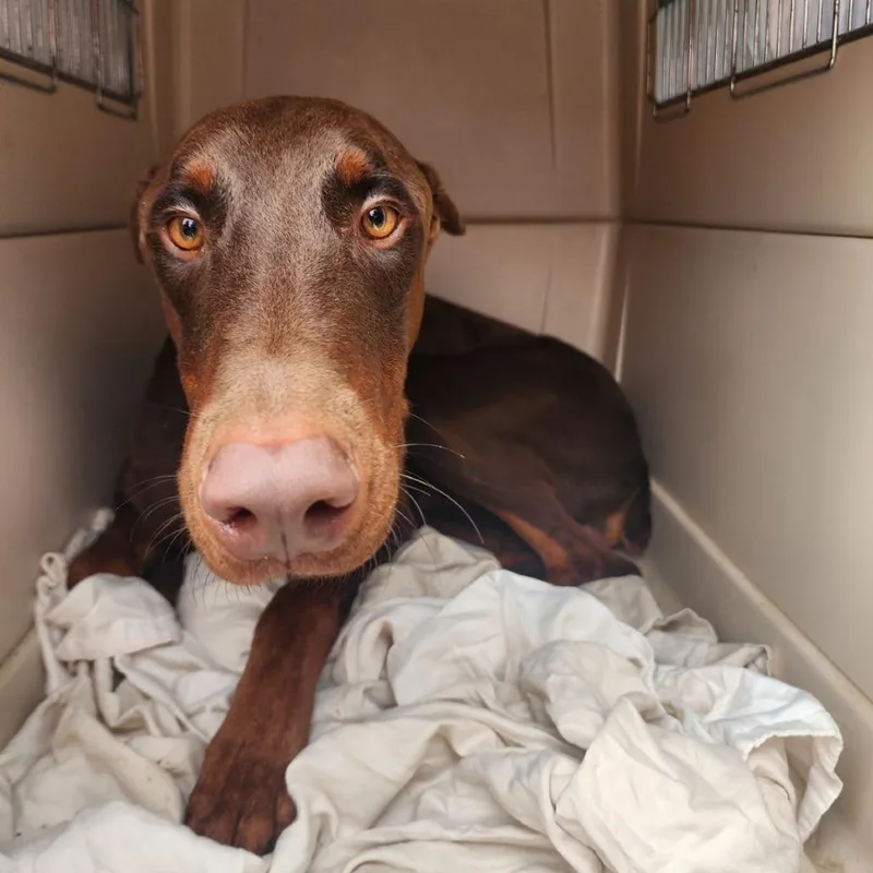 A young medium-sized male Brown / Chocolate Doberman Pinscher dog named Guava for adoption in Austin, TX