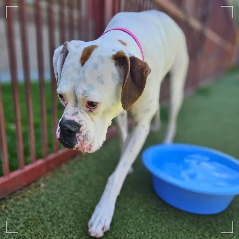 An adult medium-sized female White / Cream Boxer dog named Rosanna for adoption in Upland, CA