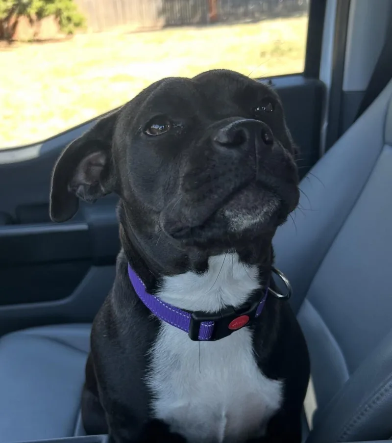 A young medium-sized female Mixed Breed dog named Poppie Porkchop for adoption in lawton, OK