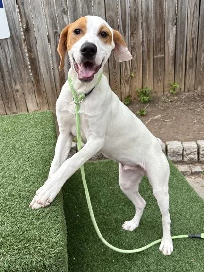 A young medium-sized male Hound dog named Luke for adoption in Washington, DC