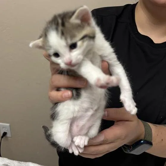A baby small-sized female White Domestic Short Hair cat named Lime for adoption in Tempe, AZ