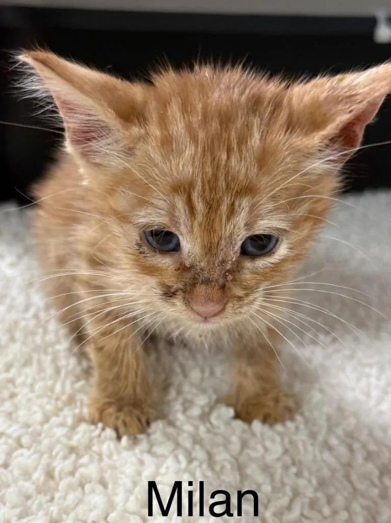A baby small-sized male Domestic Short Hair cat named Milan for adoption in Saint Francisville, LA