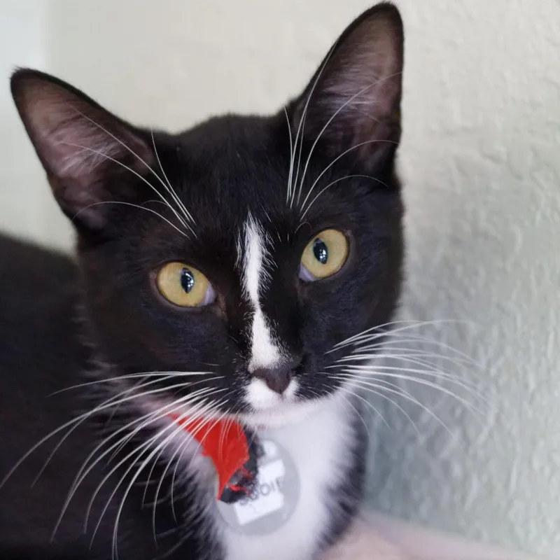 A baby medium-sized female Domestic Short Hair cat named Sooie for adoption in Hot Springs, AR