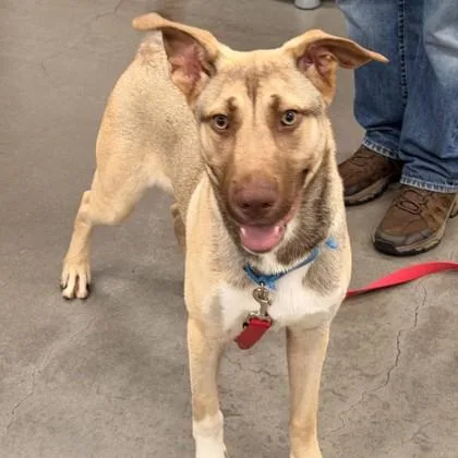 An adult medium-sized male Mixed Breed dog named Echo for adoption in Voorhees, NJ