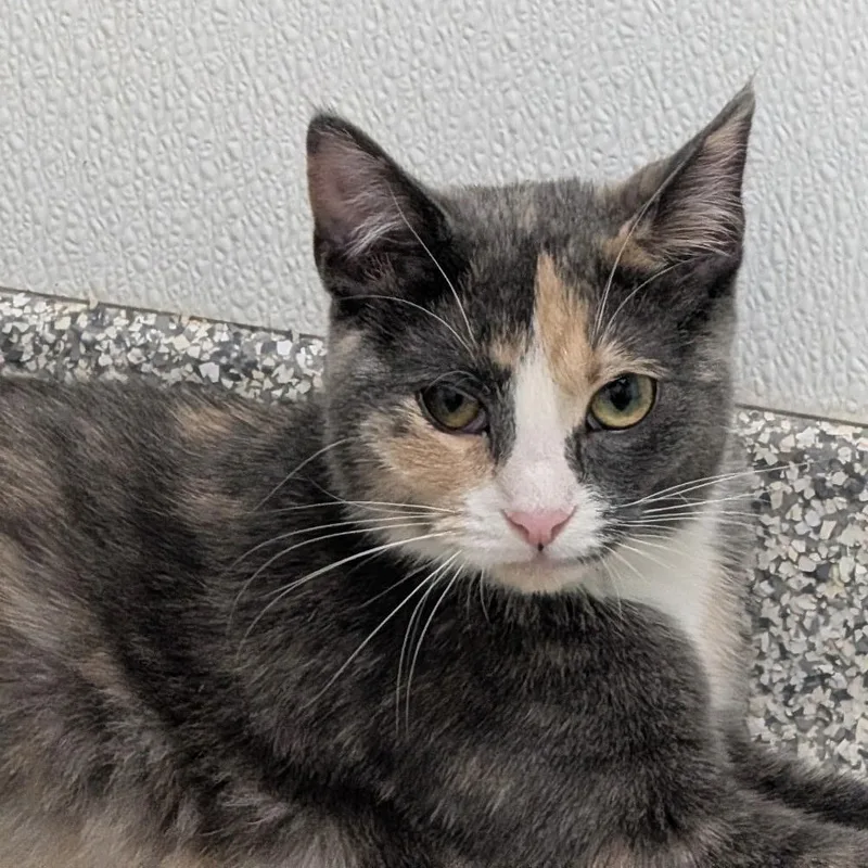 A young medium-sized female Dilute Calico Domestic Short Hair cat named Clover for adoption in Youngstown, OH