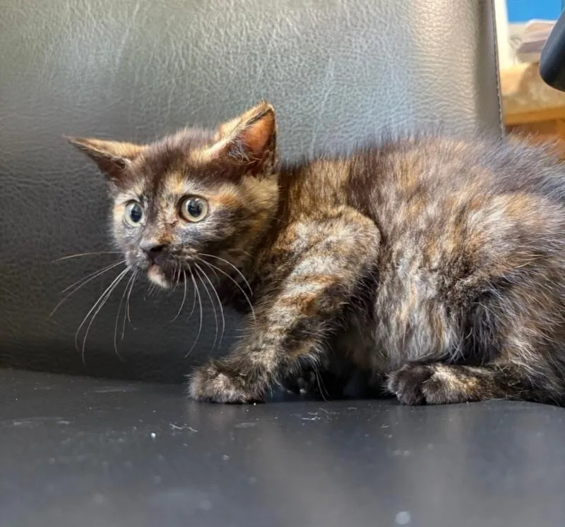 A young medium-sized female Tortoiseshell Dilute Tortoiseshell cat named Sadie for adoption in Warren, PA