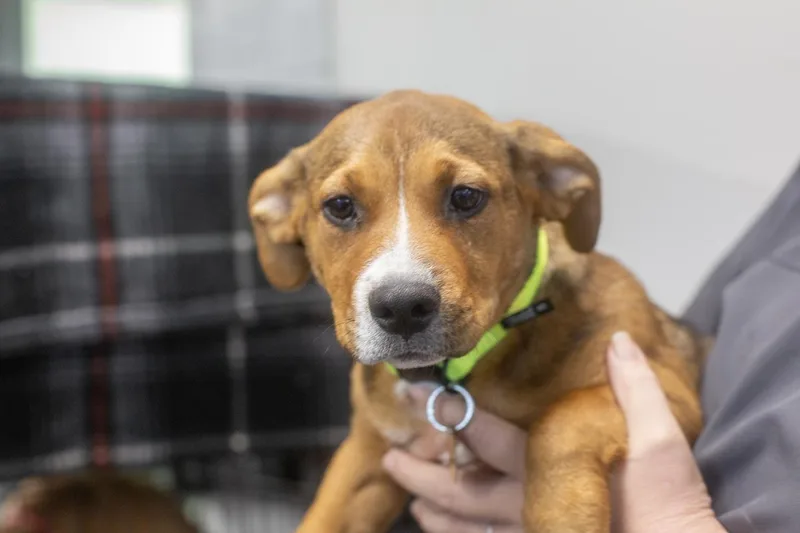 An adult small-sized female Corgi dog named Dolly for adoption in Mountain Home, AR